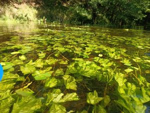 Spływ Czarną Hańczą