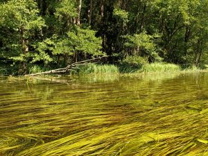 Spływ kajakowy Czarną Hańczą